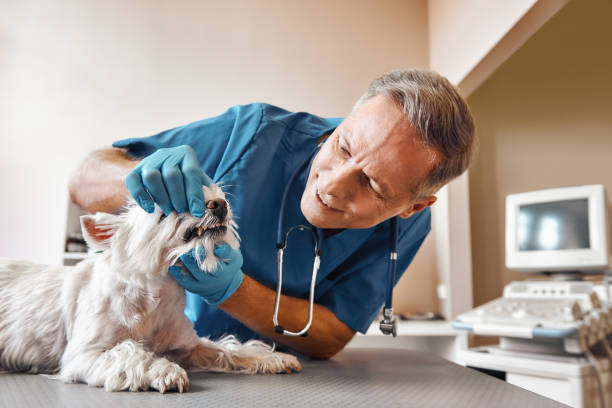 Best Emergency Dental Care for Broken or Chipped Teeth in Lacoste, TX